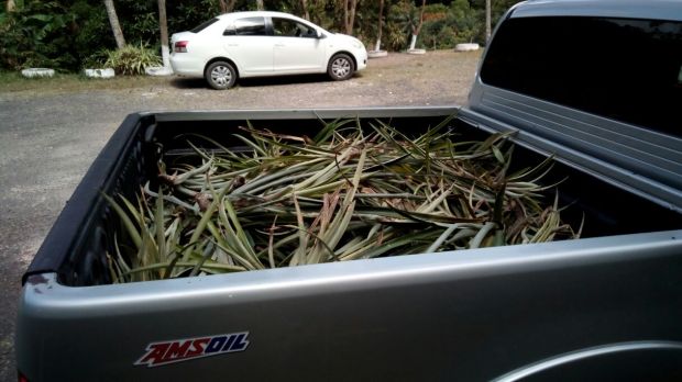 Pine suckers in back of truck