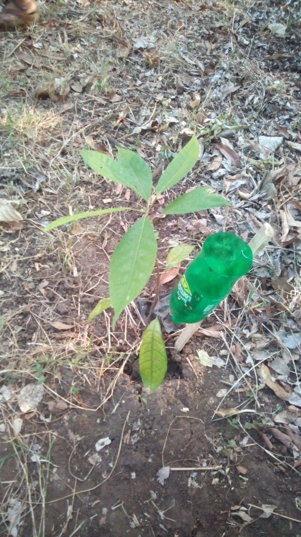 waterbottleirrigating